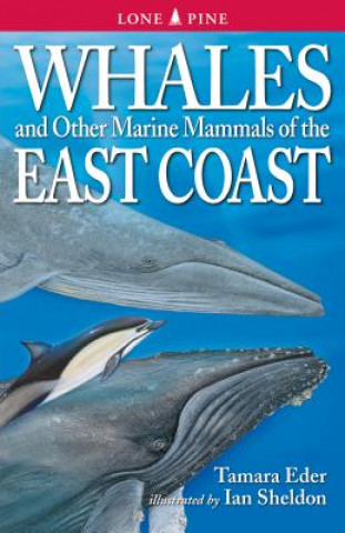 Whales and Other Marine Mammals of the East Coast