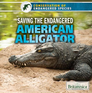 Saving the Endangered American Alligator