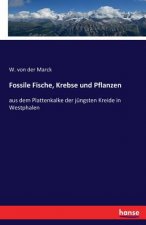 Fossile Fische, Krebse und Pflanzen