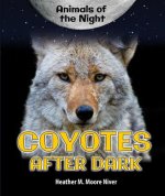 Coyotes After Dark