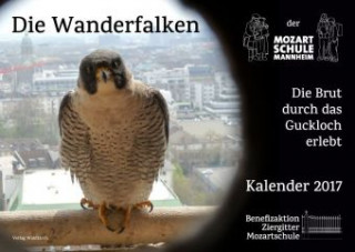 Die Wanderfalken der Mozartschule Mannheim 2017