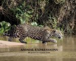 Animal Expressions