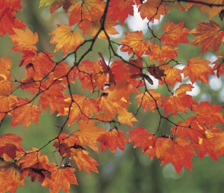 Memo Block: Autumn Leaves