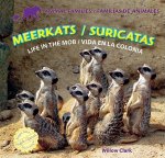 Meerkats / Suricatas