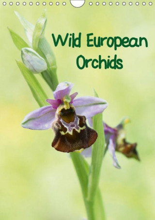 Wild European Orchids (Wall Calendar 2017 DIN A4 Portrait)