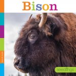 Bison