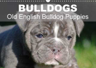 Bulldogs - Old English Bulldog Puppies (Wall Calendar 2017 DIN A3 Landscape)