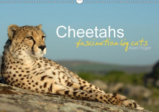 Cheetahs fascinating big cats (Wall Calendar 2017 DIN A3 Landscape)