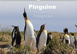 Pinguine in Patagonien (Wandkalender 2017 DIN A2 quer)
