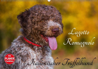 Lagotto Romagnolo - Italienischer Trüffelhund (Wandkalender 2017 DIN A2 quer)