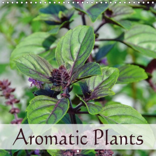 Aromatic Plants (Wall Calendar 2017 300 × 300 mm Square)