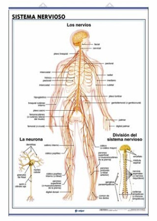 Lámina sistema nervioso, el cerebro : láminas de anatomía de secundaria
