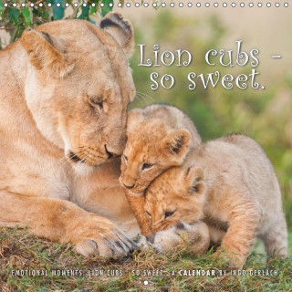 Emotional Moments: Lion Cubs - So Sweet 2017
