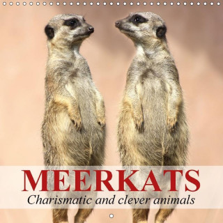 Meerkats - Charismatic and Clever Animals 2017