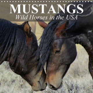 Mustangs - Wild Horses in the USA 2017