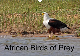 African Birds of Prey 2017