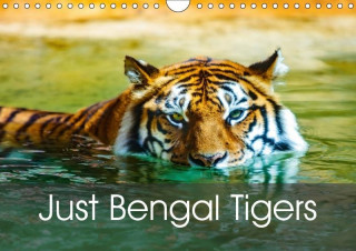 Just Bengal Tigers 2017