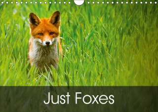 Just Foxes 2017