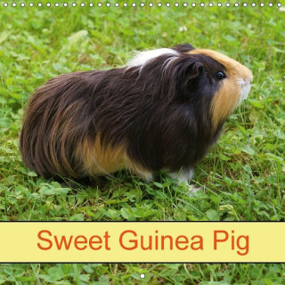 Sweet Guinea Pig 2017