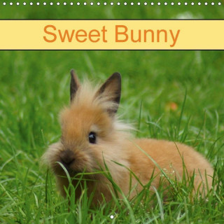 Sweet Bunny 2017