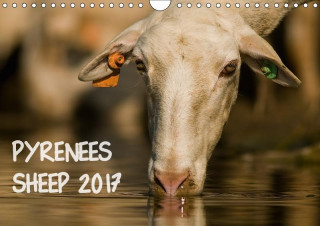 Pyrenees Sheep 2017 2017