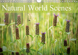 Natural World Scenes 2017