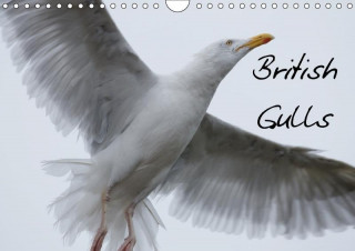 British Gulls 2017