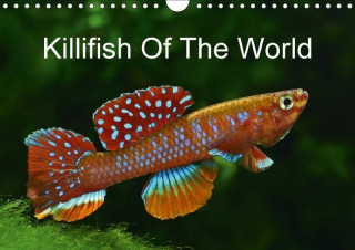 Killifish of the World 2017