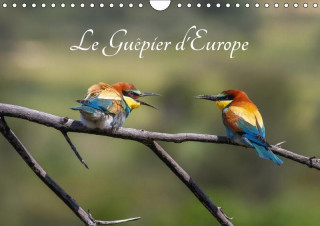 Guepier D'europe - Merops Apiaster 2017