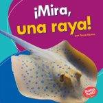 ?Mira, Una Raya! (Look, a Ray!)