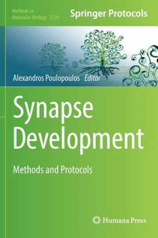 Synapse Development