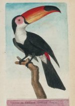 Carnet Blanc, Toucan, Dessin 18e Siecle