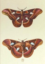 Carnet Ligne, Papillons Le Porte-Miroir