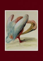 Carnet Ligne, Pelican