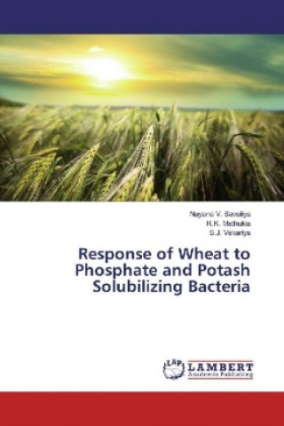 Response of Wheat to Phosphate and Potash Solubilizing Bacteria