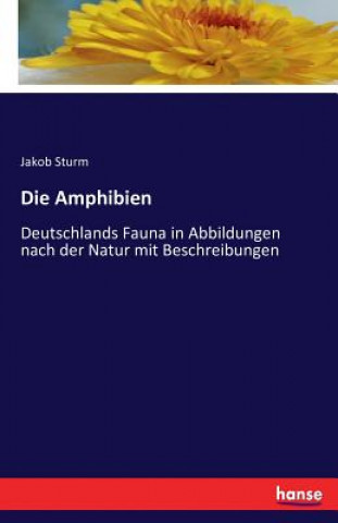 Amphibien