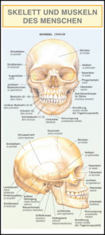 Skelett und Muskeln des Menschen. Leporello-Klappkarte,