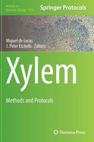 Xylem