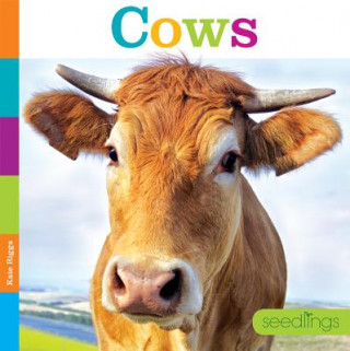 Cows