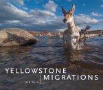 Yellowstone Migrations