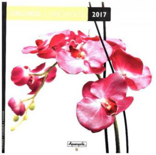 Orchideen 2017