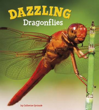 Dazzling Dragonflies