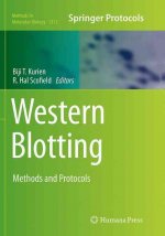 Western Blotting