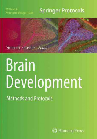 Brain Development