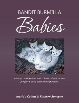 Bandit Burmilla Babies