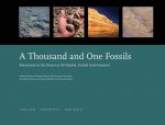 Thousand and One Fossils - Discoveries in the Desert at Al Gharboa, United Arab Emirates