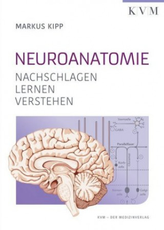 Neuroanatomie