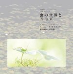 Japanese Insects and Haiku