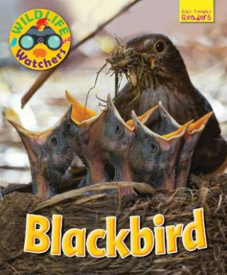 Wildlife Watchers: Blackbird