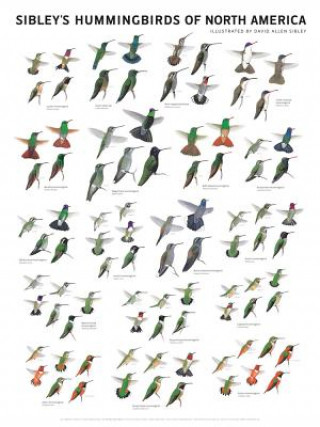 Sibley's Hummingbirds of North America